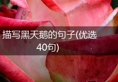 描写黑天鹅的句子(优选40句)