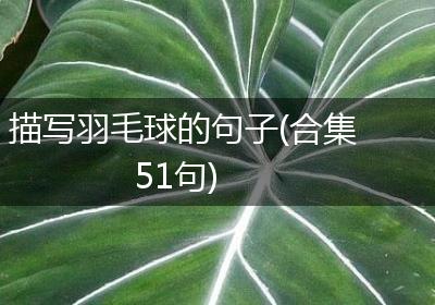 描写羽毛球的句子(合集51句)