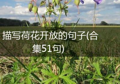 描写荷花开放的句子(合集51句)