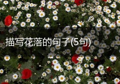 描写花落的句子(5句)
