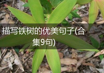 描写铁树的优美句子(合集9句)