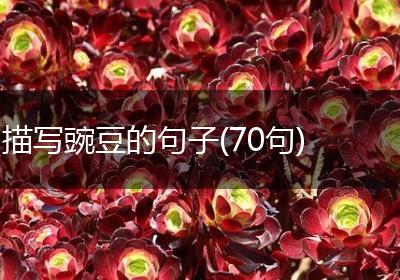 描写豌豆的句子(70句)