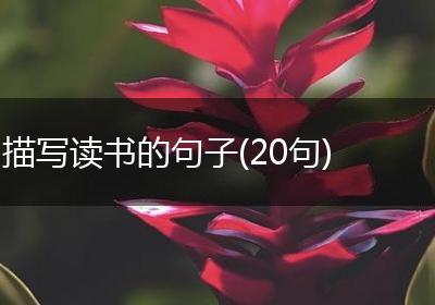 描写读书的句子(20句)