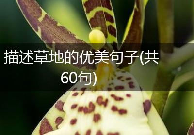 描述草地的优美句子(共60句)