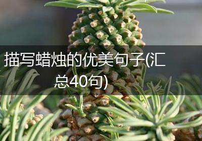 描写蜡烛的优美句子(汇总40句)