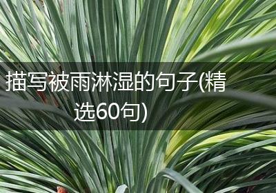 描写被雨淋湿的句子(精选60句)