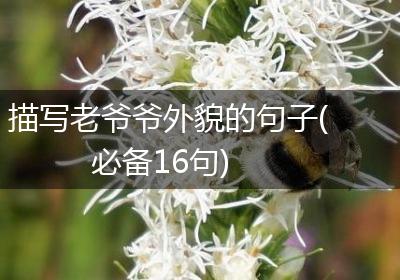 描写老爷爷外貌的句子(必备16句)