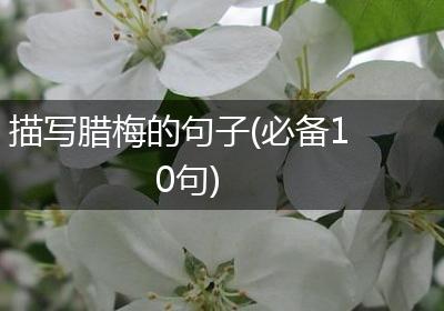 描写腊梅的句子(必备10句)