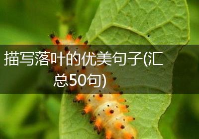 描写落叶的优美句子(汇总50句)