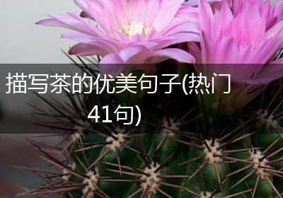 描写茶的优美句子(热门41句)