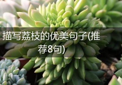 描写荔枝的优美句子(推荐8句)