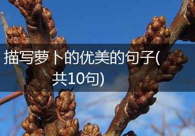 描写萝卜的优美的句子(共10句)