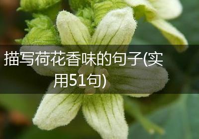 描写荷花香味的句子(实用51句)