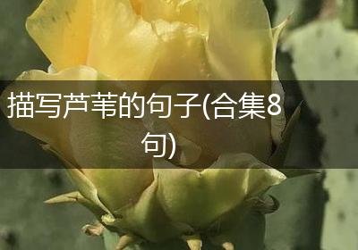 描写芦苇的句子(合集8句)