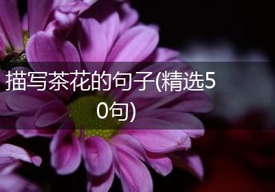 描写茶花的句子(精选50句)