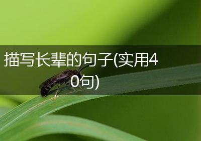 描写长辈的句子(实用40句)