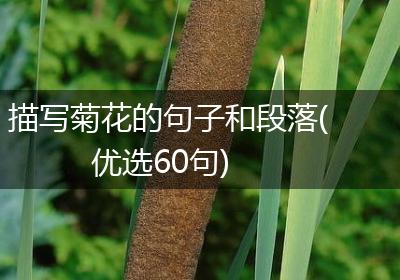 描写菊花的句子和段落(优选60句)