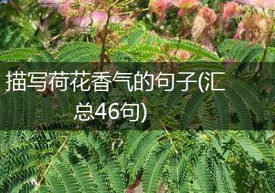 描写荷花香气的句子(汇总46句)