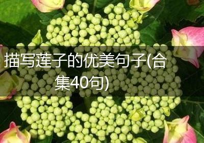 描写莲子的优美句子(合集40句)