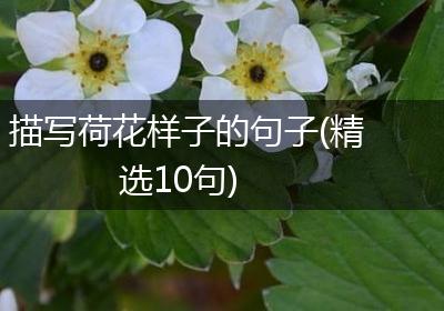 描写荷花样子的句子(精选10句)