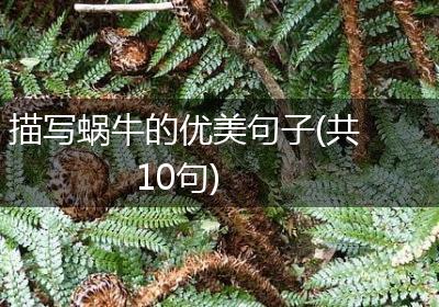 描写蜗牛的优美句子(共10句)