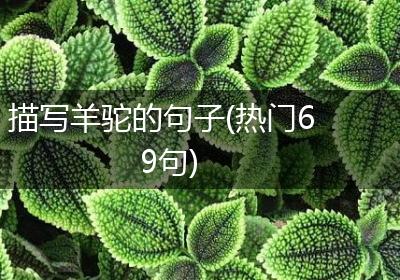 描写羊驼的句子(热门69句)