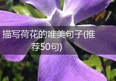 描写荷花的唯美句子(推荐50句)