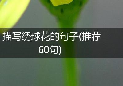 描写绣球花的句子(推荐60句)