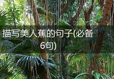 描写美人蕉的句子(必备6句)