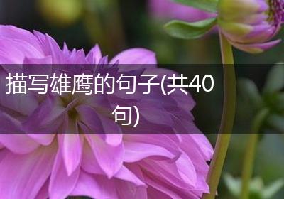 描写雄鹰的句子(共40句)