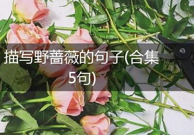 描写野蔷薇的句子(合集5句)