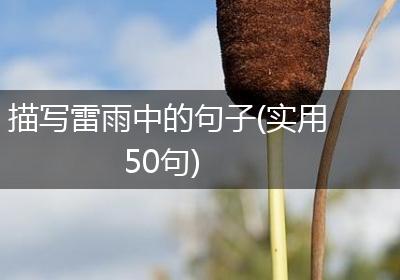 描写雷雨中的句子(实用50句)