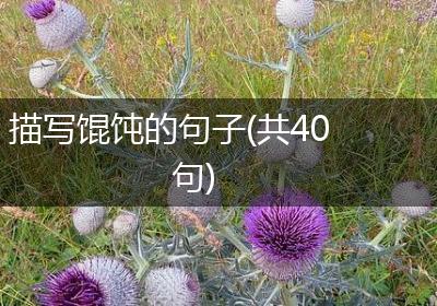 描写馄饨的句子(共40句)