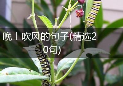 晚上吹风的句子(精选20句)