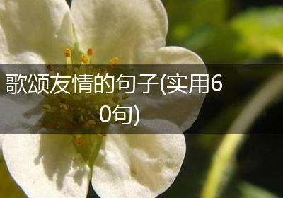 歌颂友情的句子(实用60句)