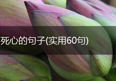 死心的句子(实用60句)