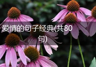 爱情的句子经典(共80句)