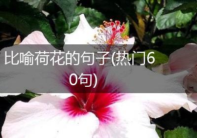 比喻荷花的句子(热门60句)