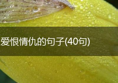 爱恨情仇的句子(40句)