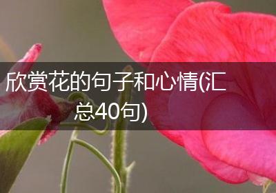 欣赏花的句子和心情(汇总40句)