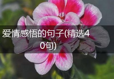爱情感悟的句子(精选40句)