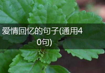 爱情回忆的句子(通用40句)