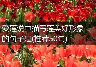 爱莲说中描写莲美好形象的句子是(推荐50句)