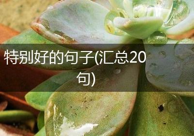 特别好的句子(汇总20句)
