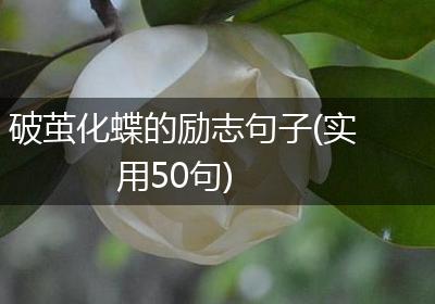 破茧化蝶的励志句子(实用50句)