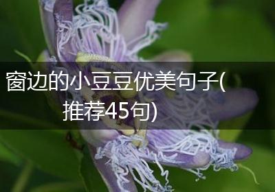 窗边的小豆豆优美句子(推荐45句)