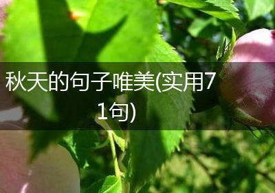 秋天的句子唯美(实用71句)