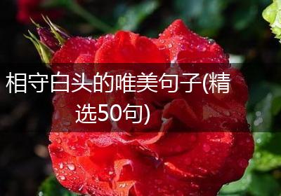 相守白头的唯美句子(精选50句)
