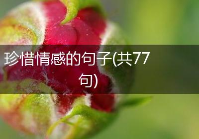 珍惜情感的句子(共77句)