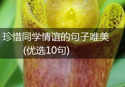 珍惜同学情谊的句子唯美(优选10句)